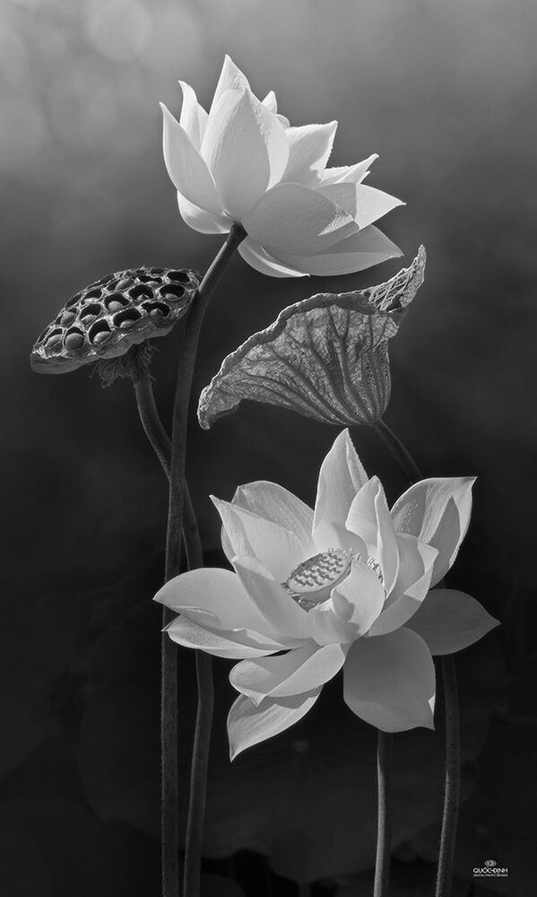 DQD Lotus 008