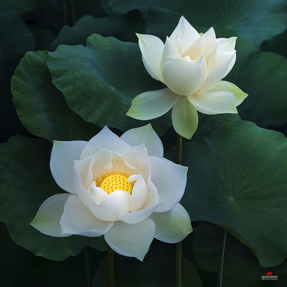DQD Lotus 009