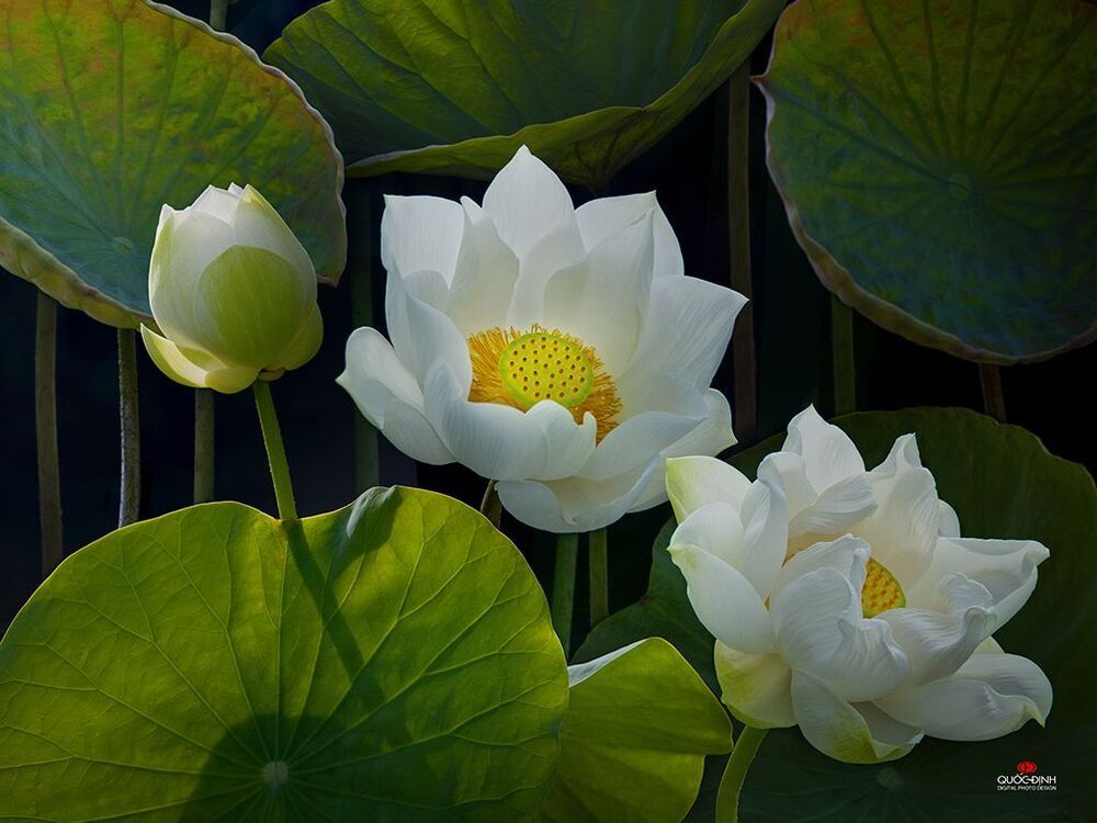 DQD Lotus 010