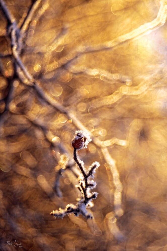 1/800
F 2,9
ISO 100