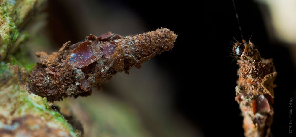 Гусеница Мешочница. Bagworm (Psychidae)

Коллаж из двух снимков. В левом углу она находится в защитном сооружении чехле  сплетенном из частиц листьев, коры, веточек и комочков почвы &mdash; откуда и произошло русское название семейства. В правом углу показано как гусеница пытается переместится на нижний уровень дерева по сплетенной ею паутинке. Где можно увидеть как она высовывается из своего укрытия.