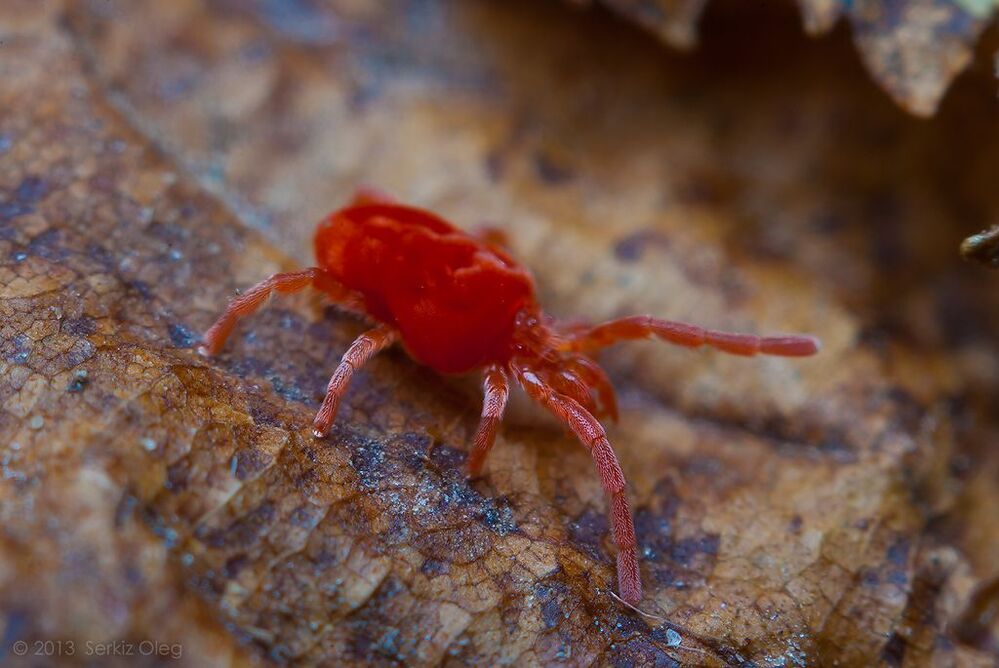 Красный клещ (Red mite) На сухом листе. 
Совершенно безобидное создание.