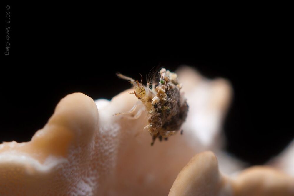 Личинка Златоглазки (Chrysoperla carnea) на грибном отростке коры дерева.
