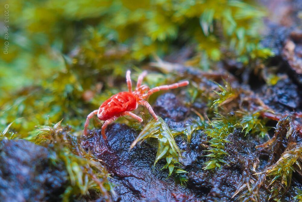 Красный клещ (Red mite) на коре покрытой мхом.