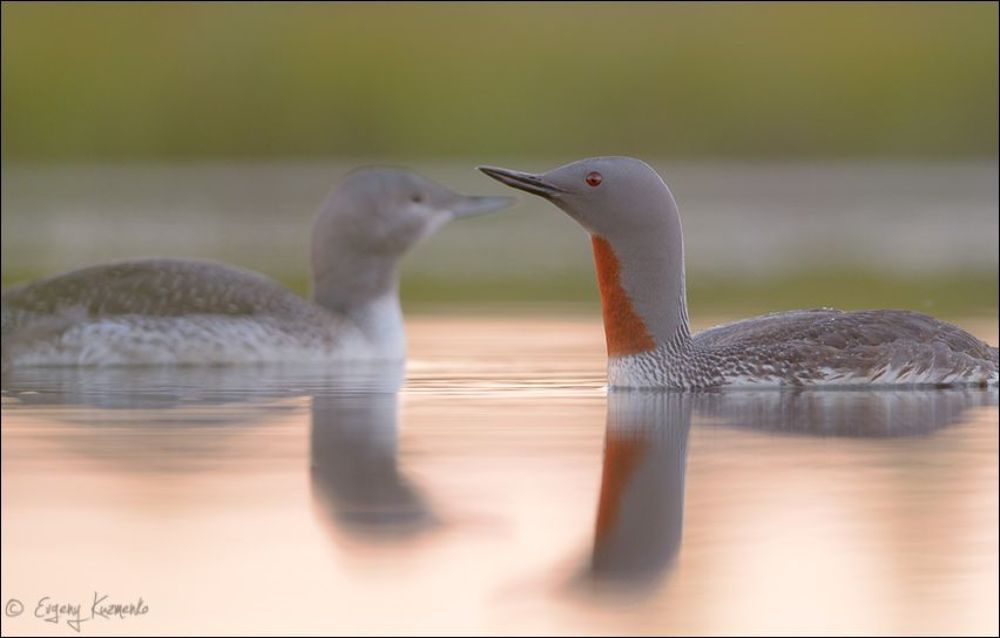 С птенцом