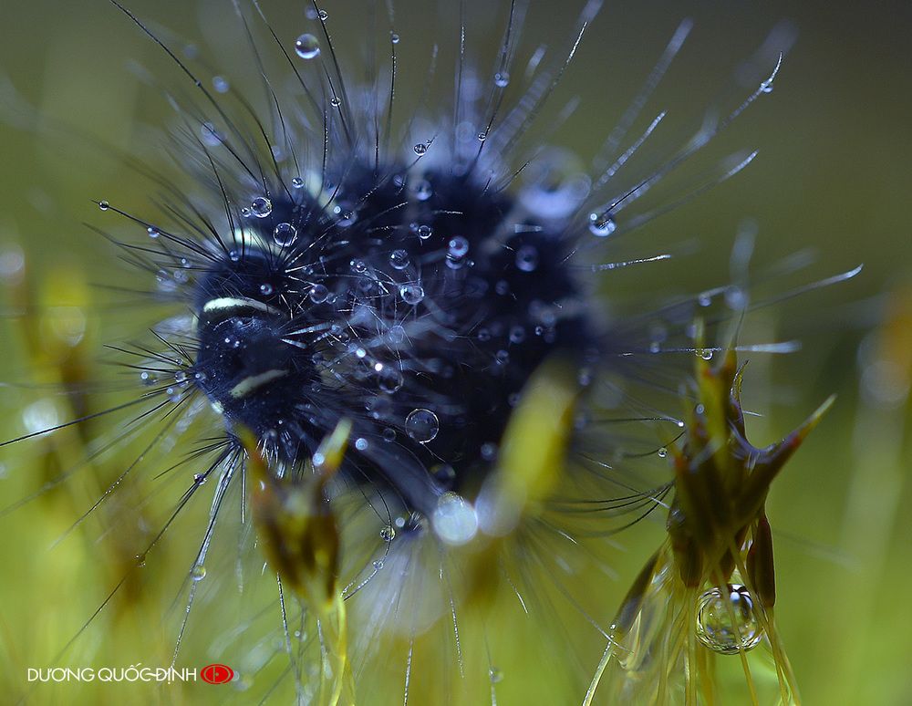 DQD Macro 041