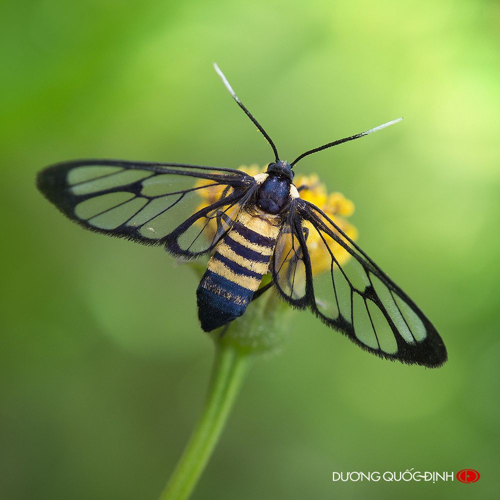 DQD Macro 043