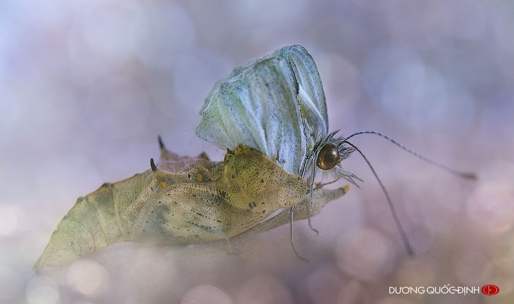 DQD Macro 044