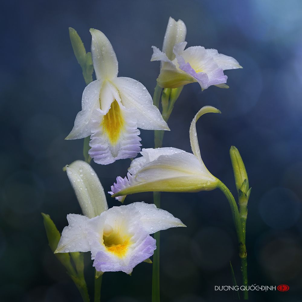 DQD Macro 047