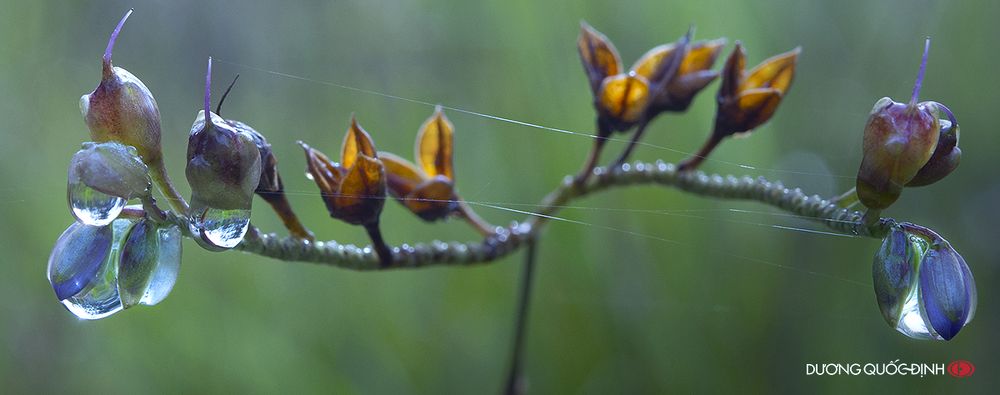 DQD Macro 049