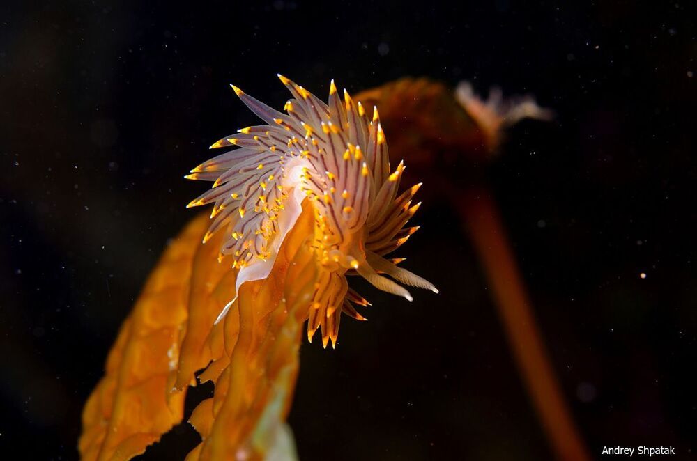 Japan sea. Rudnaya Bay. Janolis fuscus.