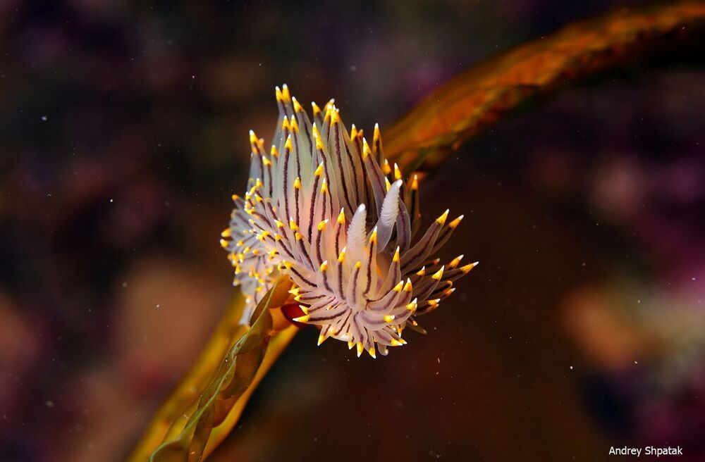 Japan sea. Rudnaya Bay. Janolis fuscus.
