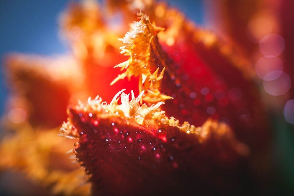 тюльпашки