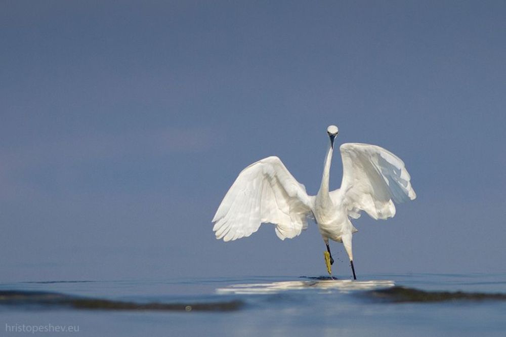 Birds in Blue, Lake Volvi
