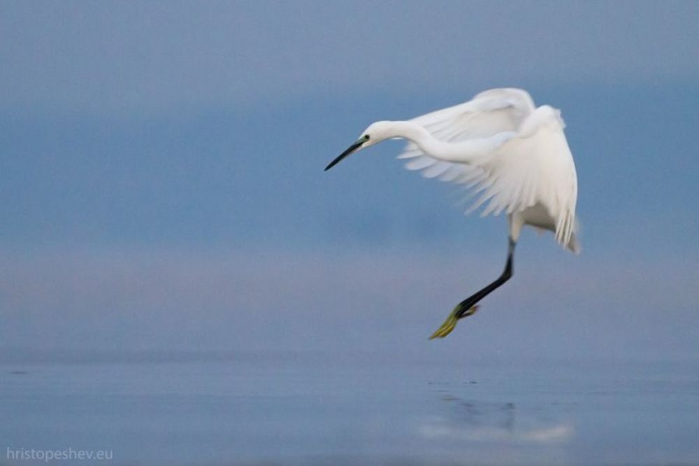 Birds in Blue, Lake Volvi