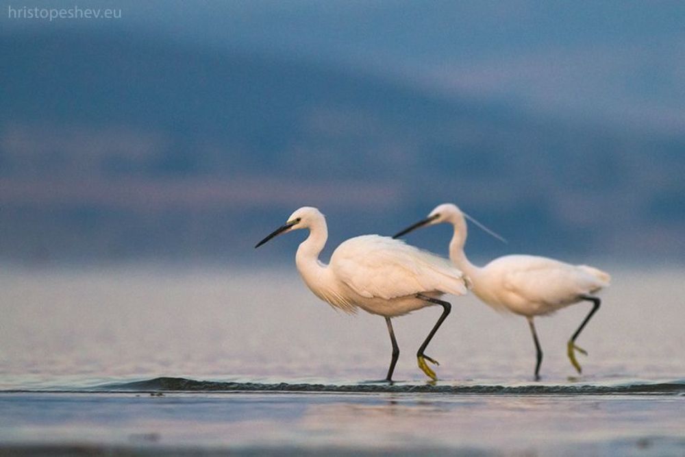 Birds in Blue, Lake Volvi