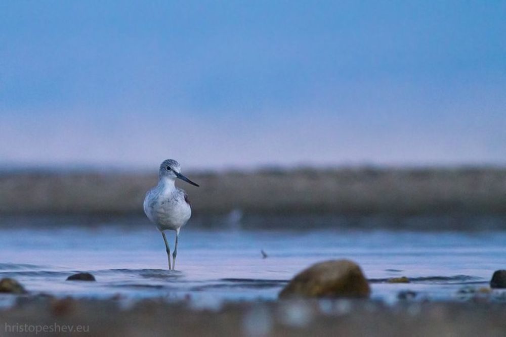 Birds in Blue, Lake Volvi