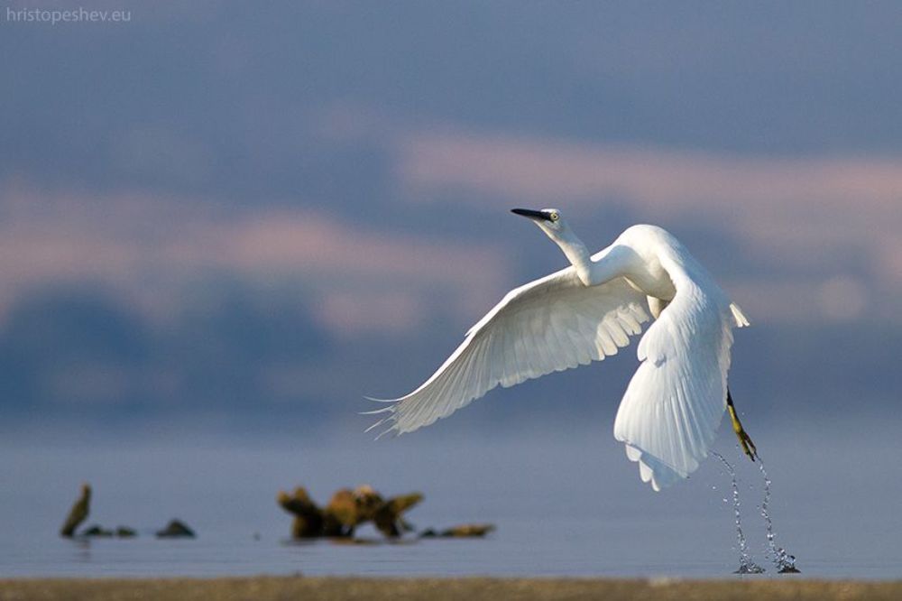 Birds in Blue, Lake Volvi