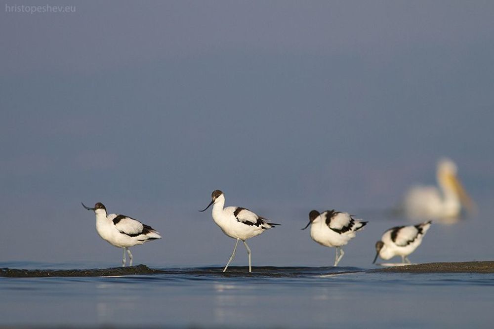 Birds in Blue, Lake Volvi