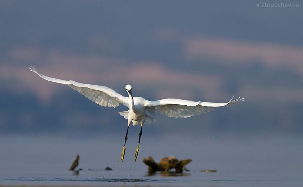 Birds in Blue, Lake Volvi