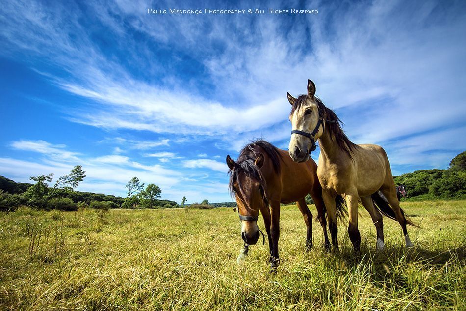 Photo 446754