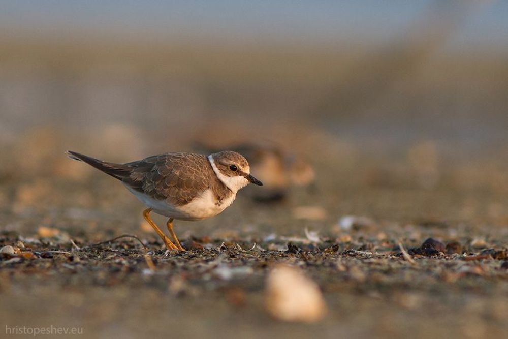 Ма́лый зуёк (Charadrius dubius)