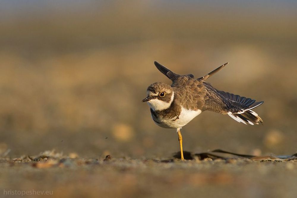 Ма́лый зуёк (Charadrius dubius)