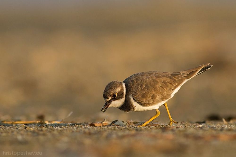 Ма́лый зуёк (Charadrius dubius)