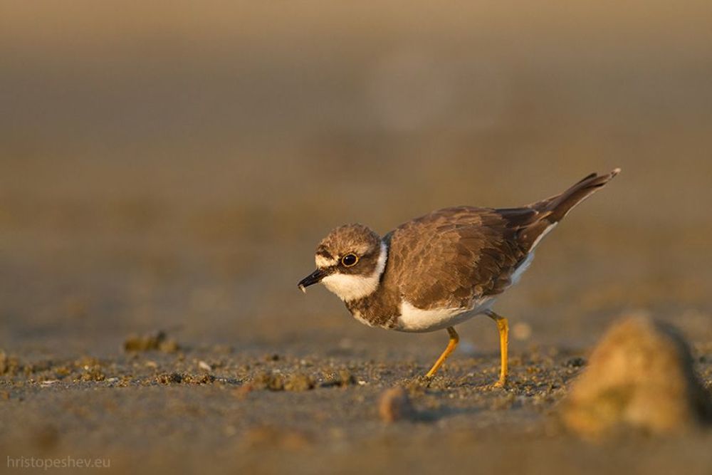 Ма́лый зуёк (Charadrius dubius)