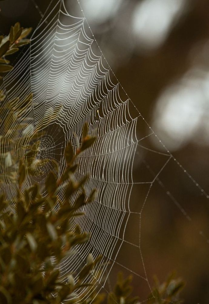Spider's web