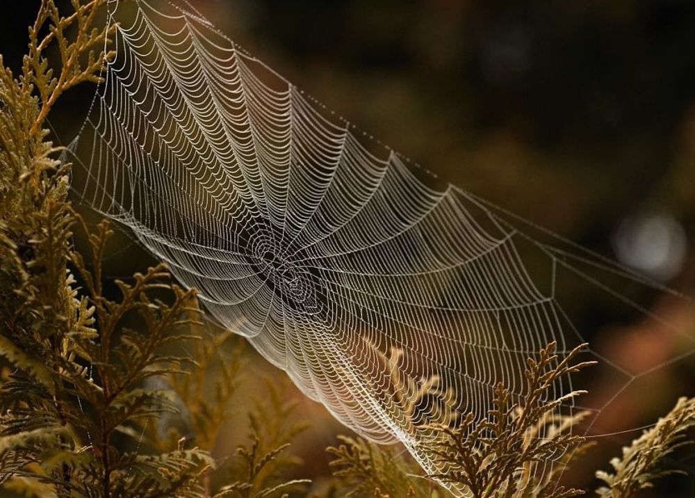 Spider's web