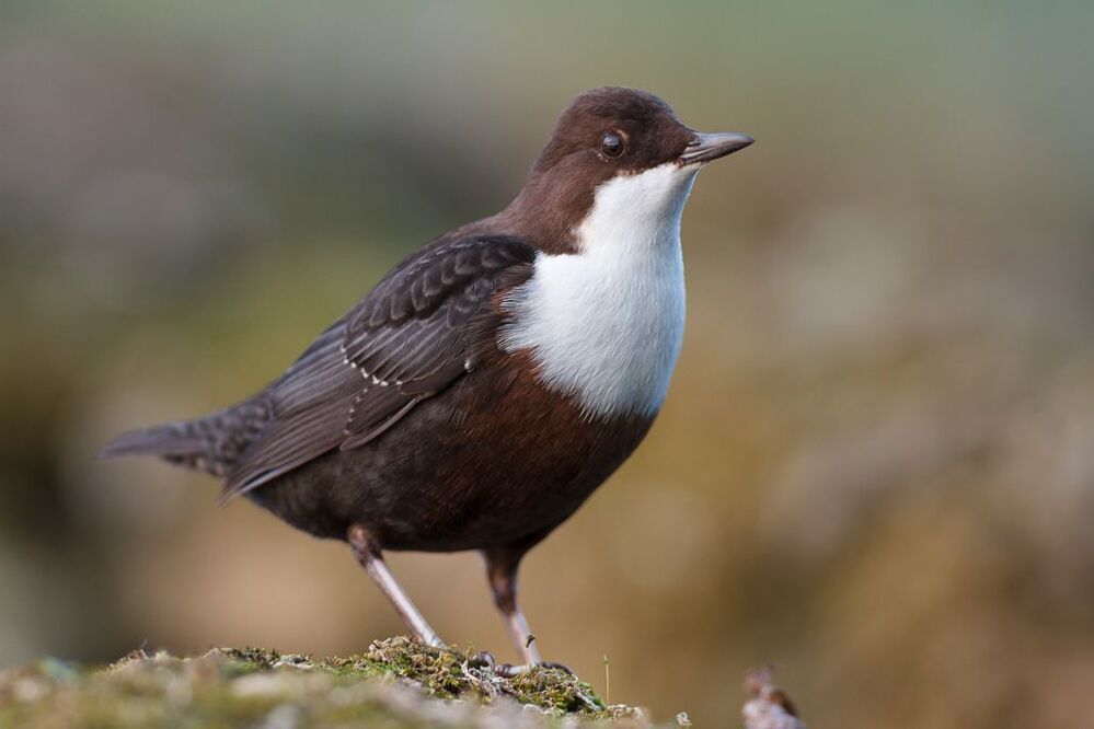 Dipper