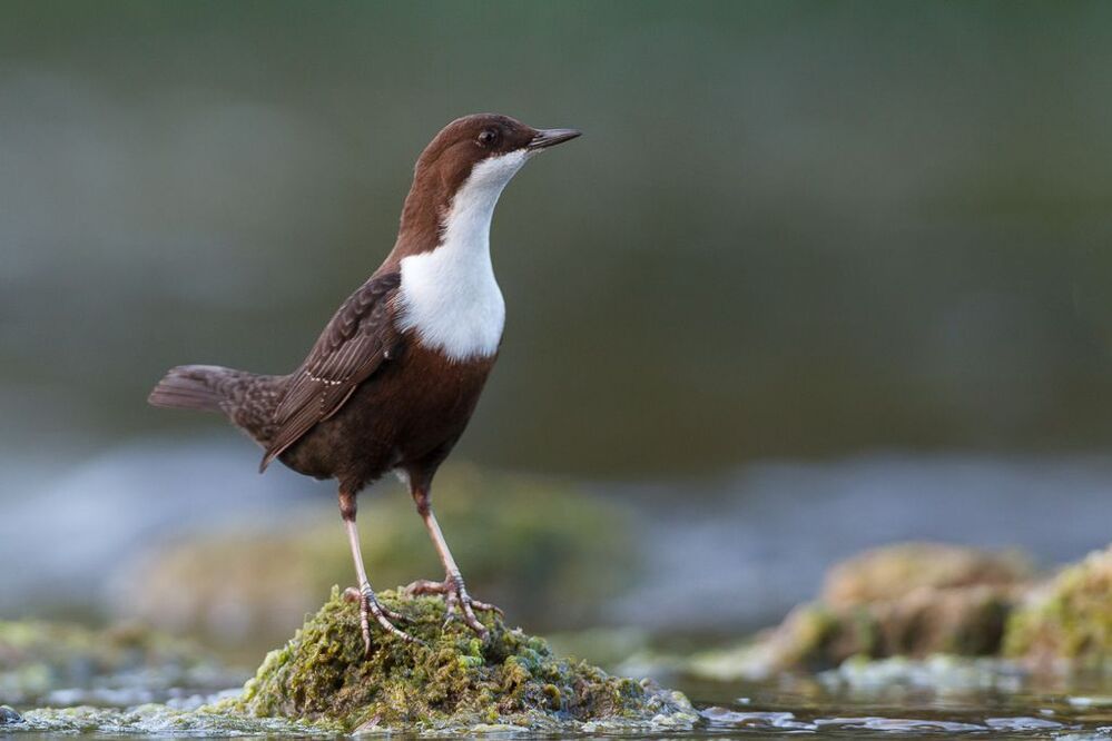 Dipper