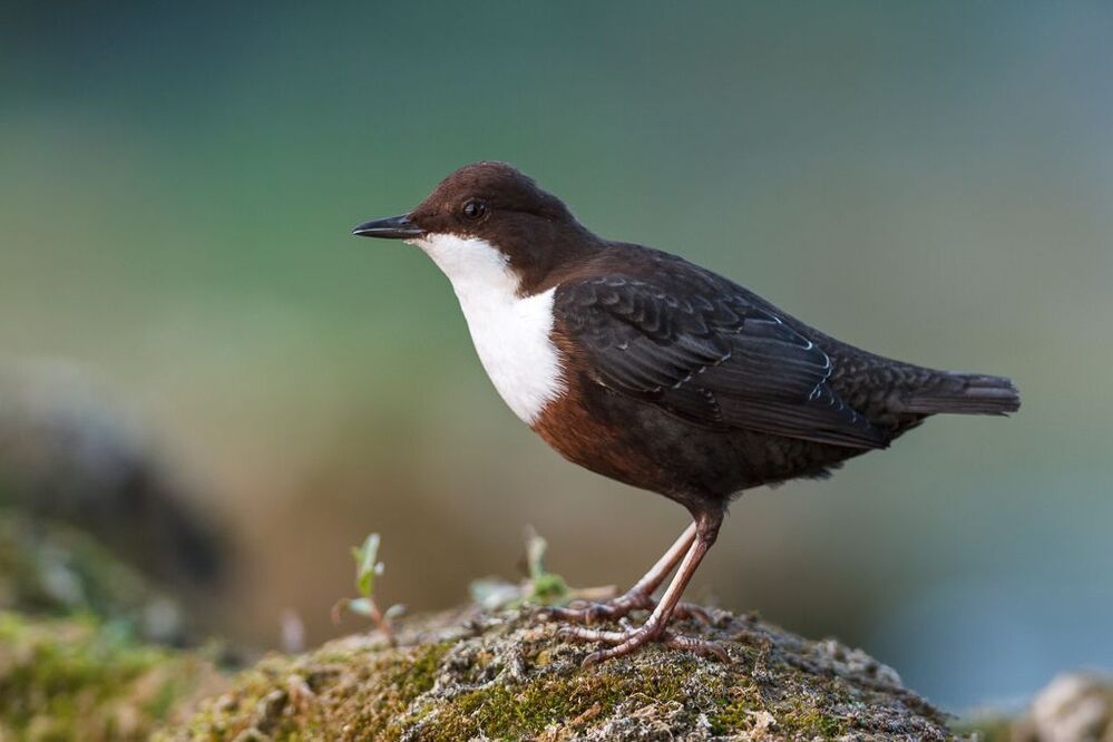 Dipper