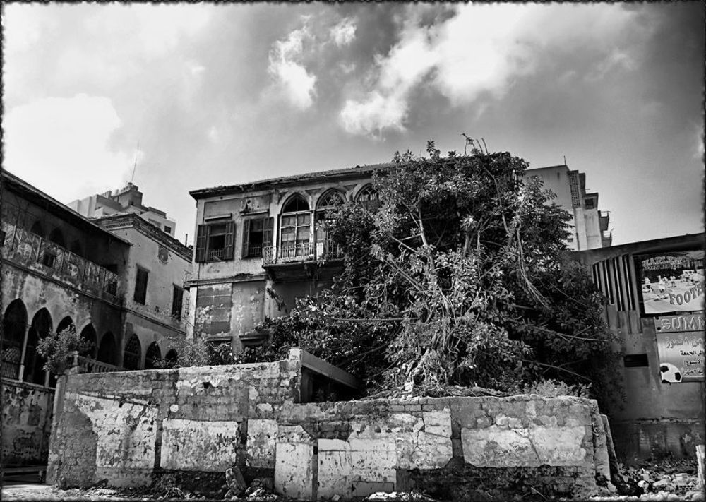 Брошенный дом... Таких  - великое  множество... Большое дерево  - гигантский фикус