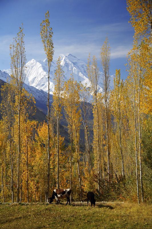 Rakaposhi Peak Pakistan