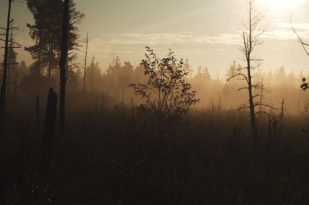 Утренняя прогулка.