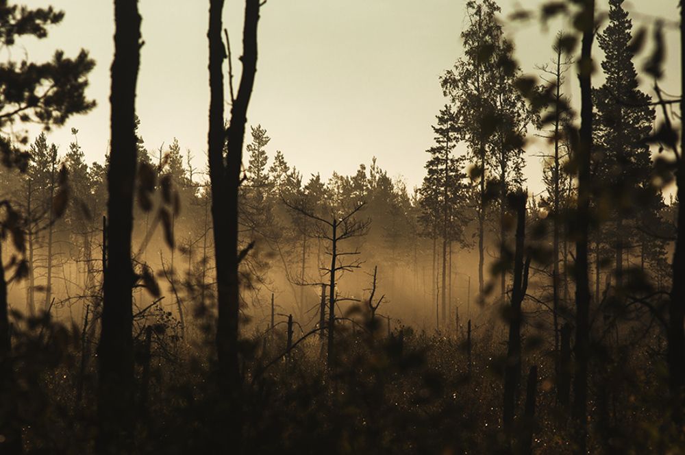 Утренняя прогулка.