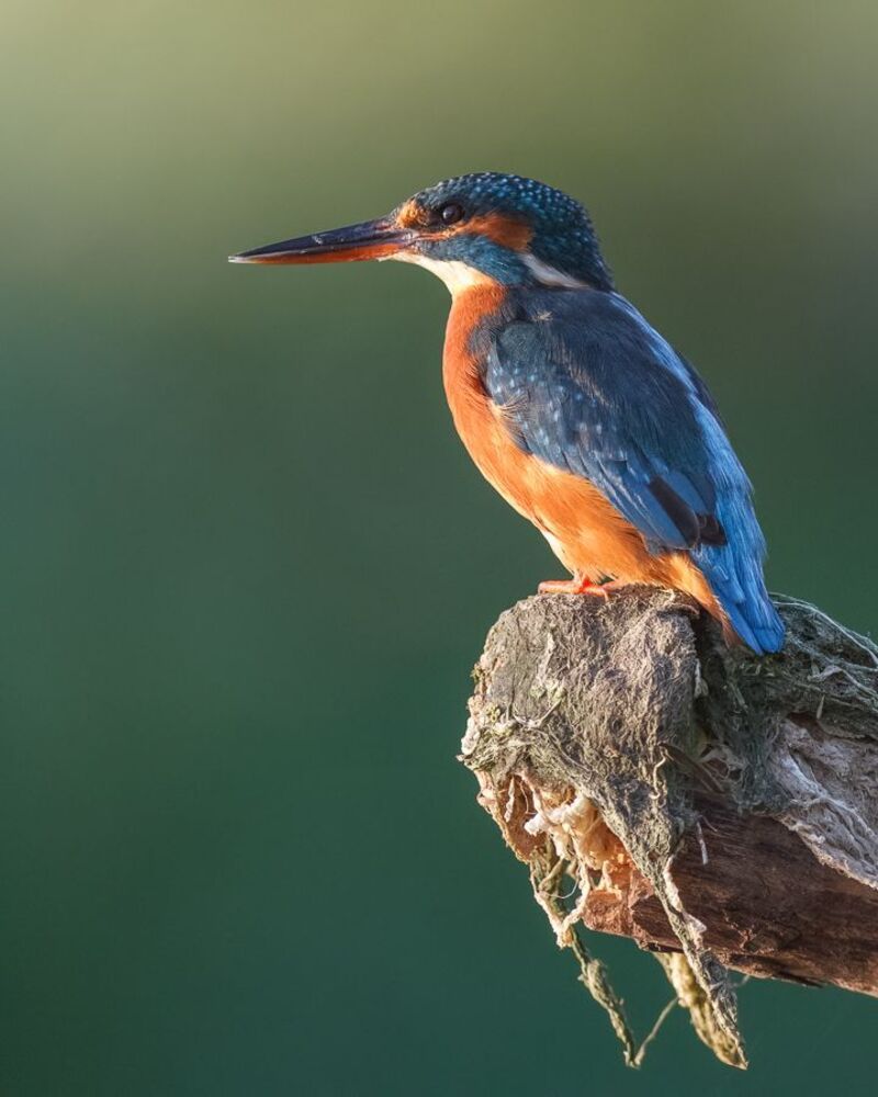 Kingfisher