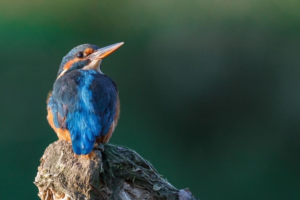 Kingfisher