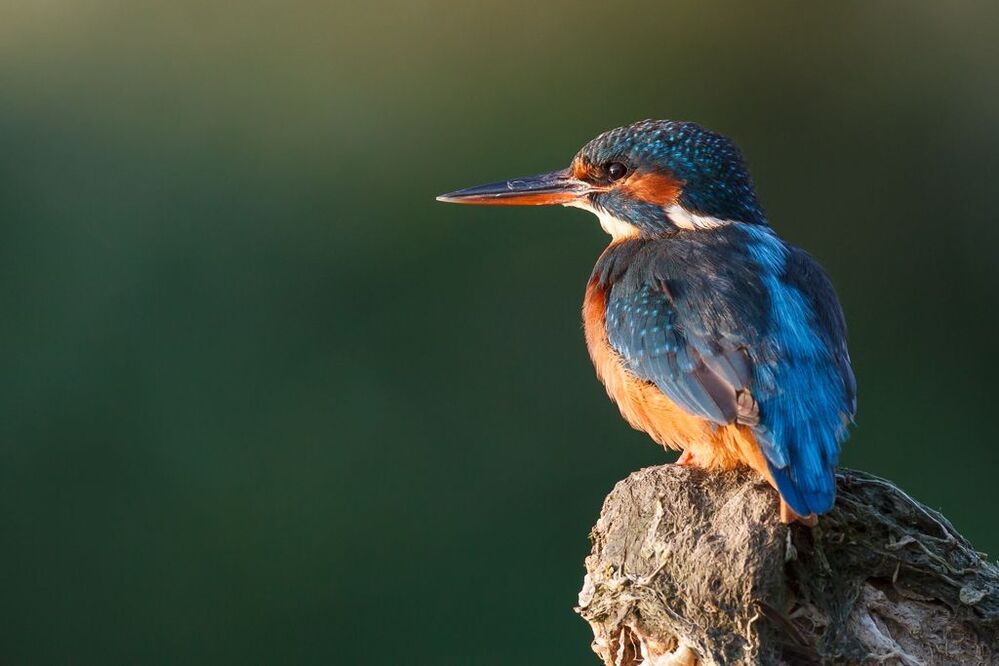 Kingfisher
