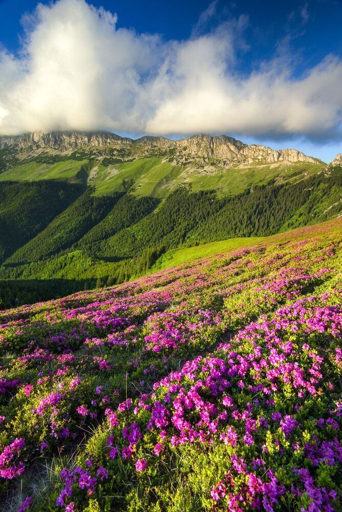 Mountain Summer