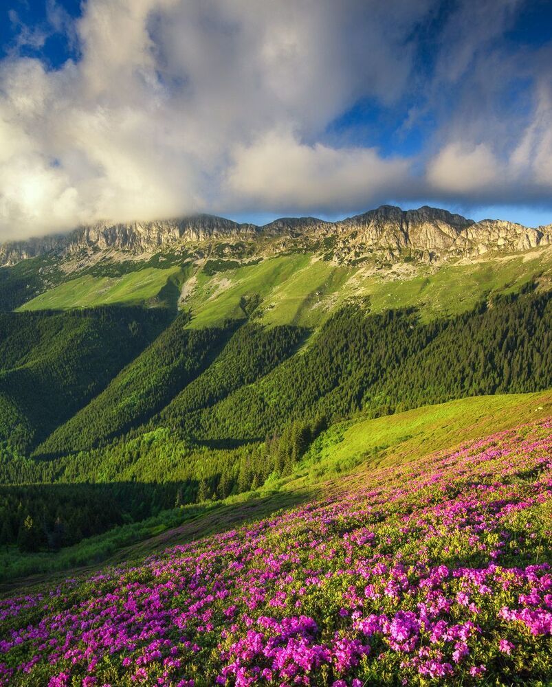 Mountain Summer