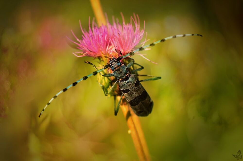 Rosalia alpina