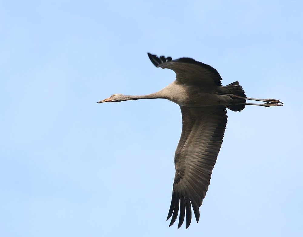(Grus grus)