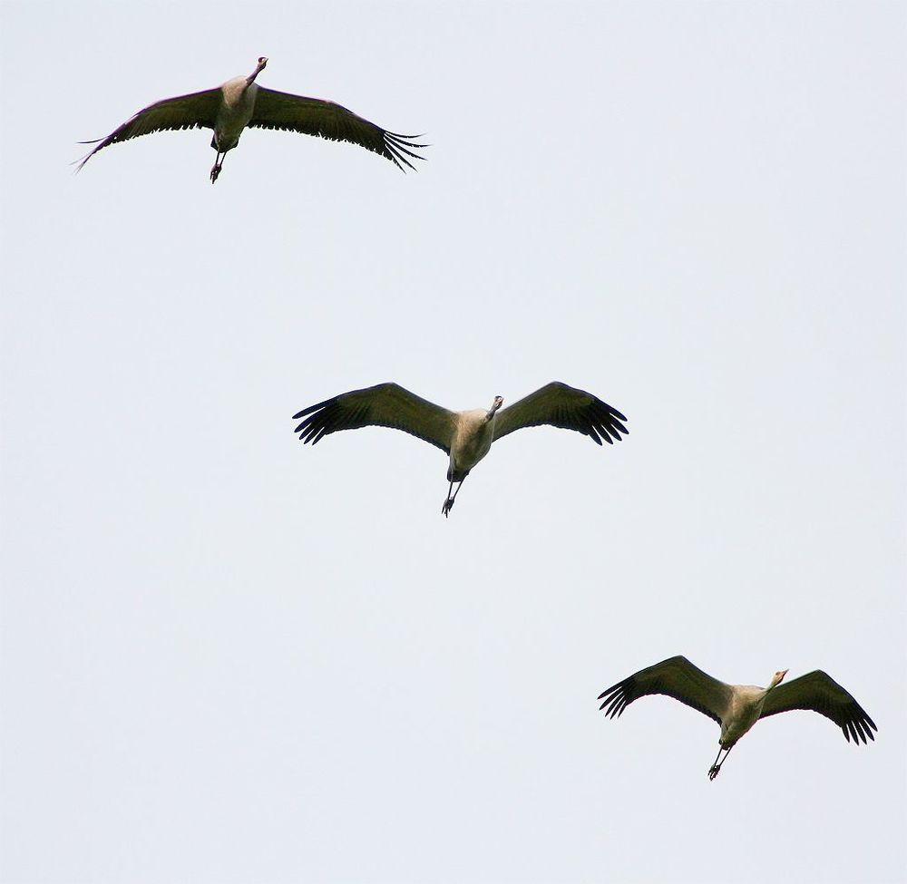 (Grus grus)