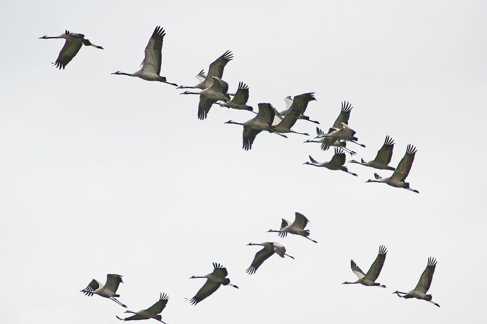 (Grus grus)