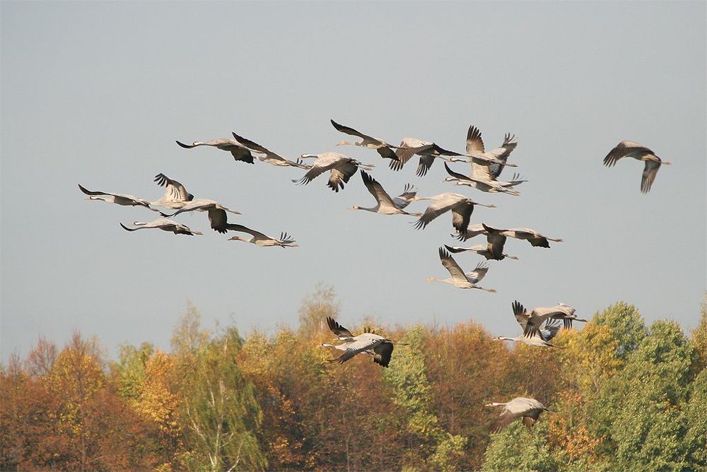 (Grus grus)