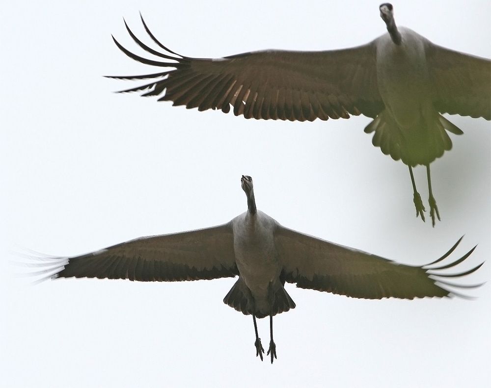 (Grus grus)