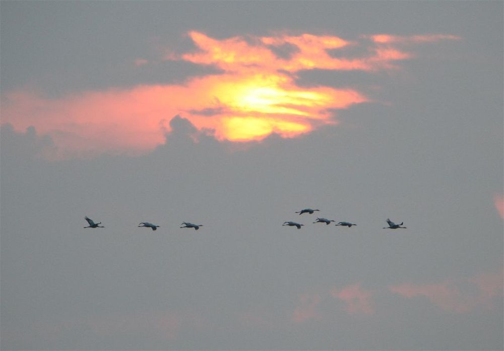 (Grus grus)